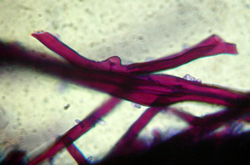 Sfida al microscopio!!